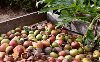 از مزرعه تا چنگال: راهکارهایی برای کاهش ضایعات مواد غذایی