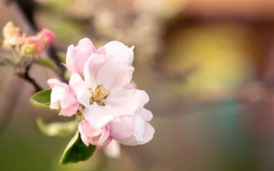 نشانه های بهار: درک چرخه زندگی شکوفه درخت سیب