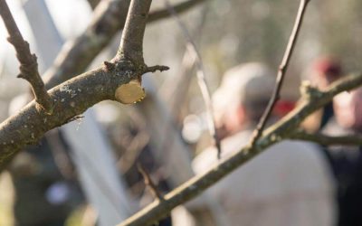 5 مرحله برای آماده سازی درختان میوه برای زمستان (و جلوگیری از آسیب زمستانی)