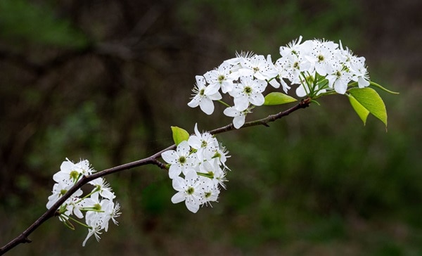گلابی Callery: درختان گلدار که در اوایل بهار شبیه درختان بومی هستند