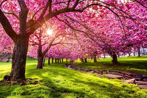یکی دیگر از درختان اوایل بهار: درختان گیلاس گلدار و شکوفه های گیلاس نمادین آنها