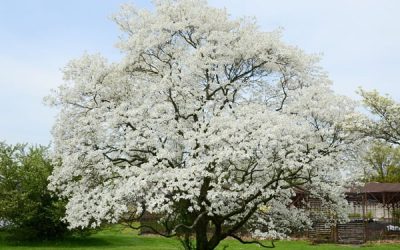درختانی که در بهار شکوفا می شوند: بهار را با این درختان گلده جشن بگیرید!